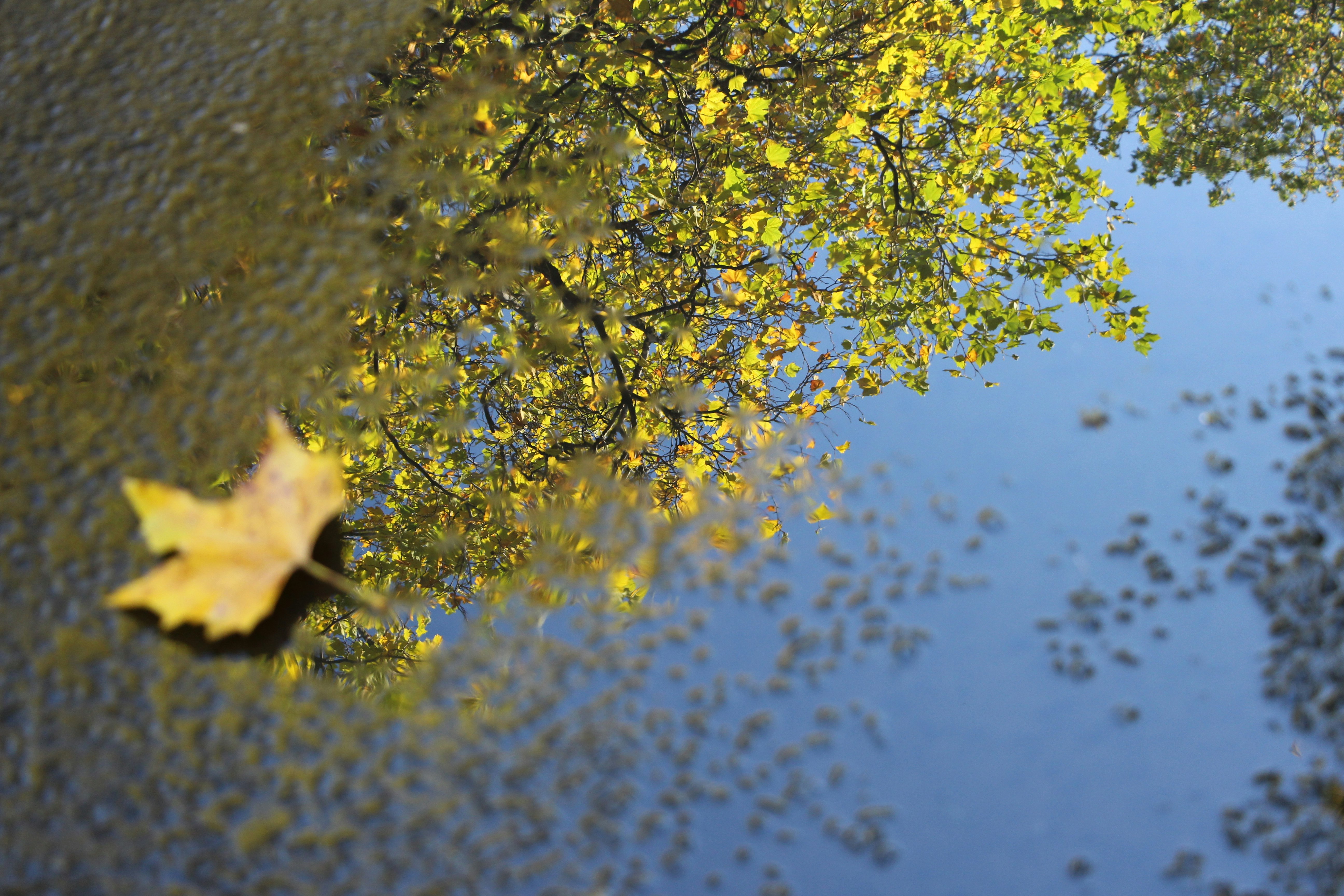 dried leaf on body of water